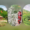 Tour Mộc Châu - Mai Châu 2 Ngày 1 Đêm